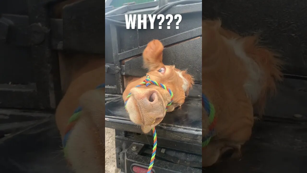 COW NEEDS THIS… to avoid Problems! #cow #milkcow #homesteading