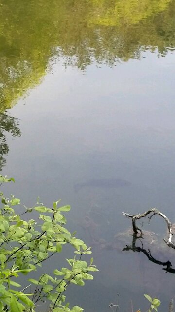 HUGE Bass in Wild Mountain Lake