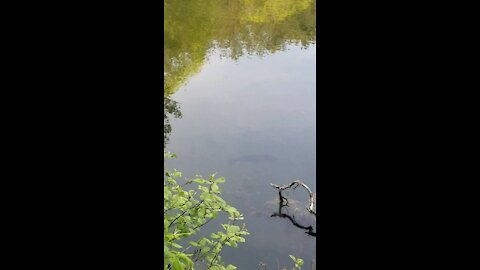 HUGE Bass in Wild Mountain Lake