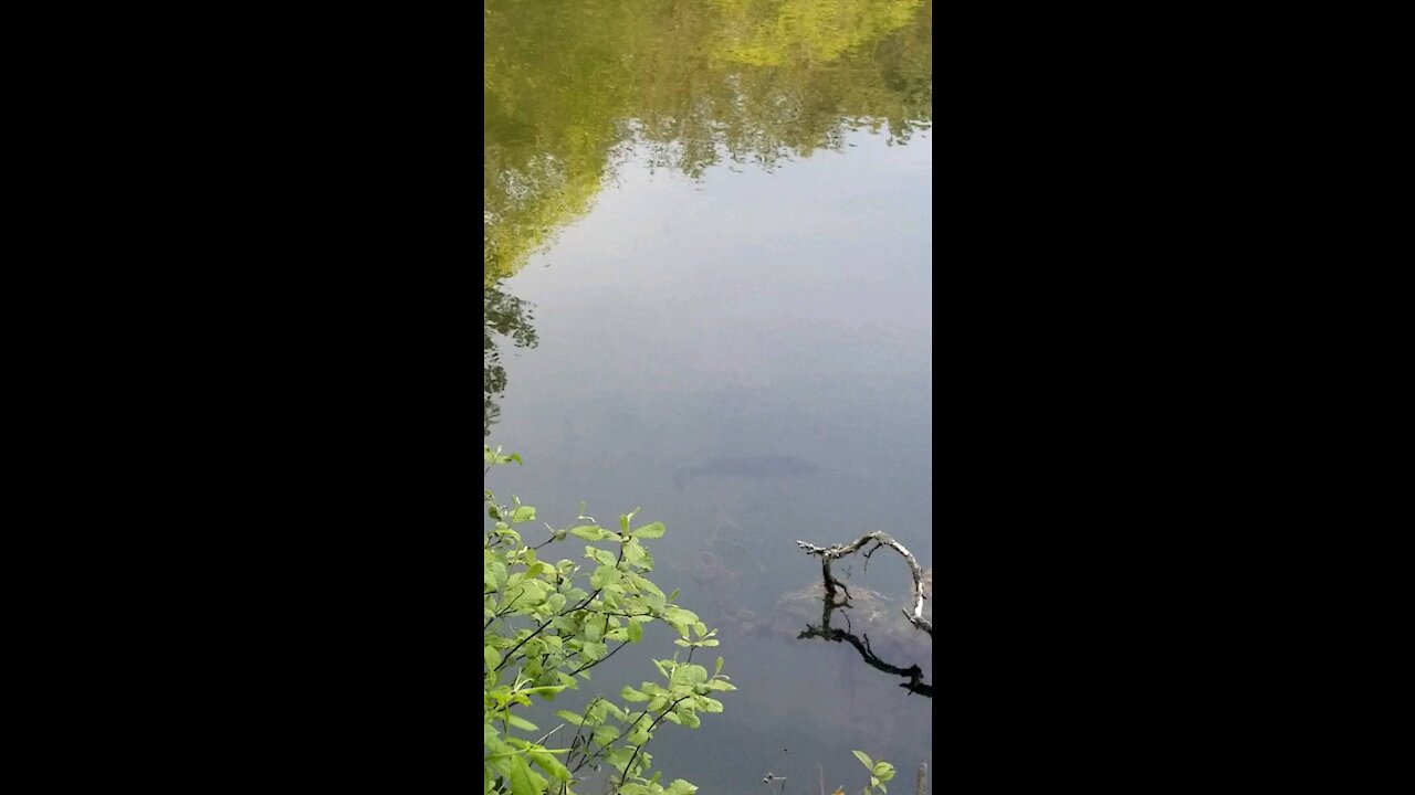 HUGE Bass in Wild Mountain Lake