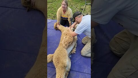 Alpaca hair cut - Sunny part 1 #farmlife #alpaca