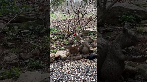 Improvising woodpecker