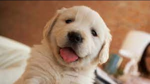 Need a Good Laugh Watch These Dogs (CRAZY) 🐶