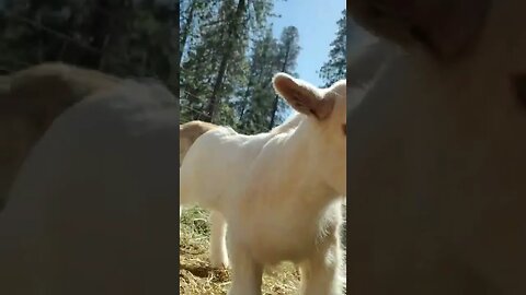 #babygoats #goats #homesteading #farmanimals #cuteanimals #babyanimals #farmlife #homesteadlife