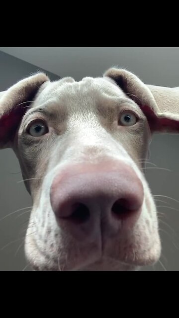Hilarious Weimaraner is ready for your video call