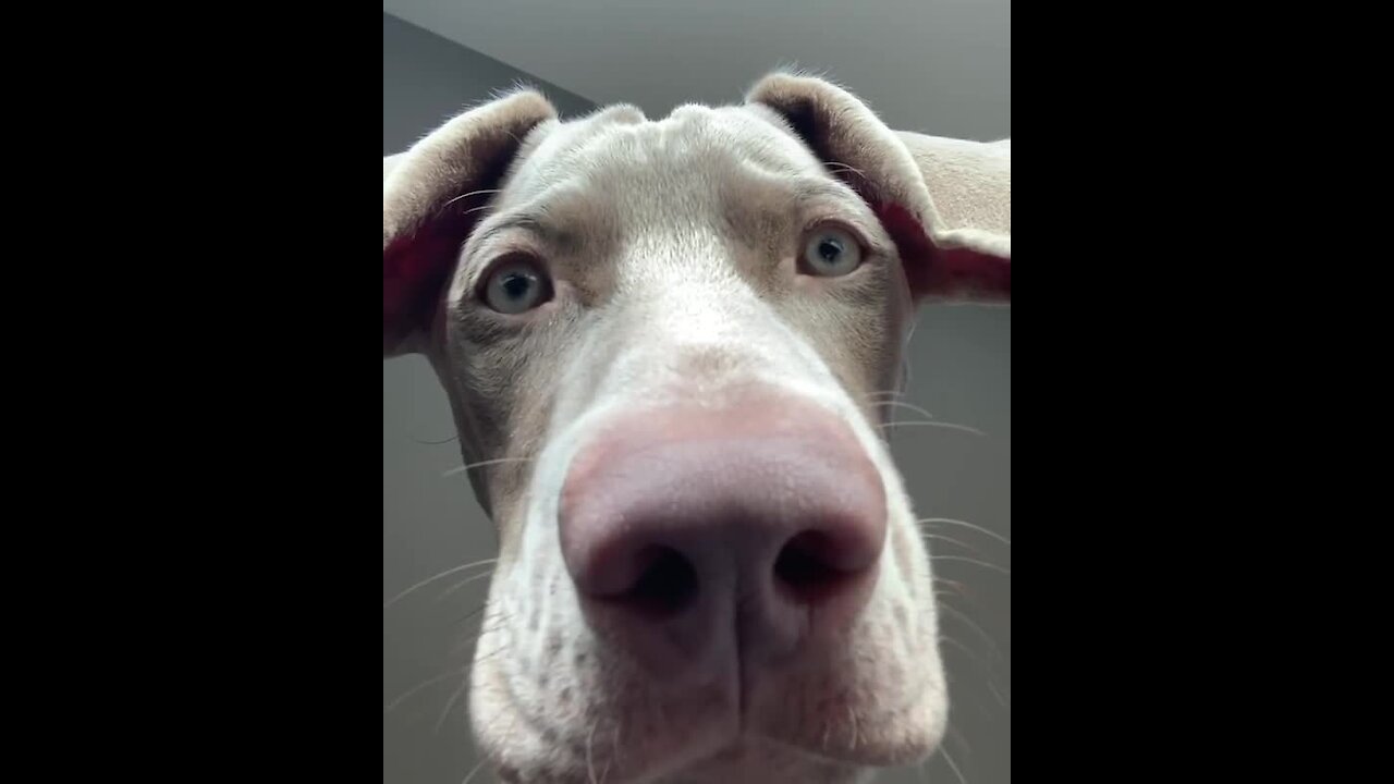 Hilarious Weimaraner is ready for your video call