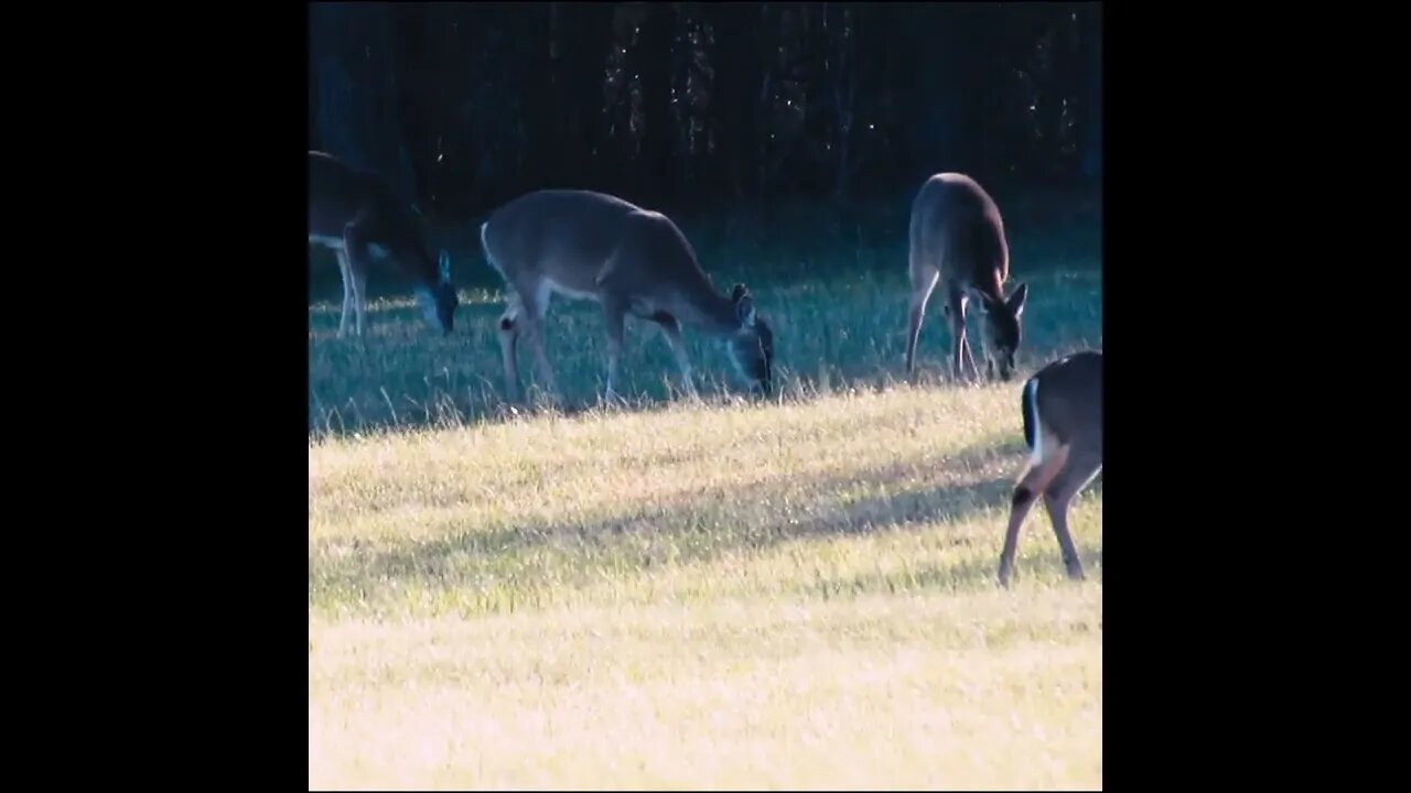 Deer herd in north georgia