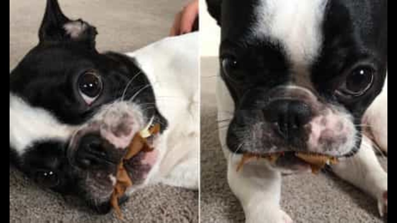 Dog can't eat after surgery