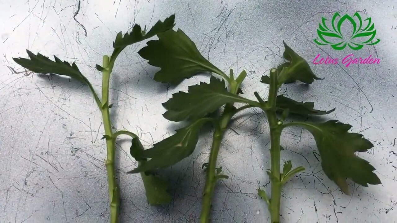 How to grow yellow chrysanthemum from cuttings