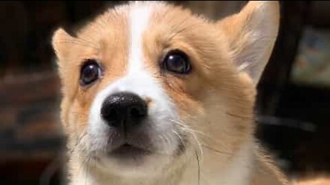 Corgi takes a tumble while playing with canine companions