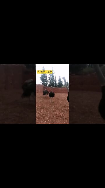 محبي طيور النعام كيوت روعة مرحبا