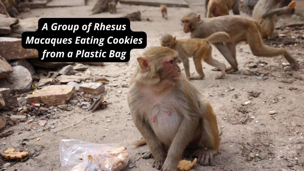 A Group of Rhesus Macaques Eating Cookies from a Plastic Bag