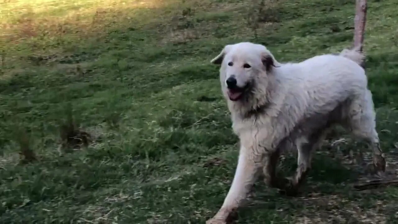 Maremma returns home after going missing for 16 hours ❤️ #maremma #livestockguardiandog