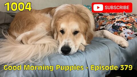 [1004] GOOD MORNING PUPPIES - EPISODE 379 [#dogs #doggos #doggos #puppies #dogdaycare]