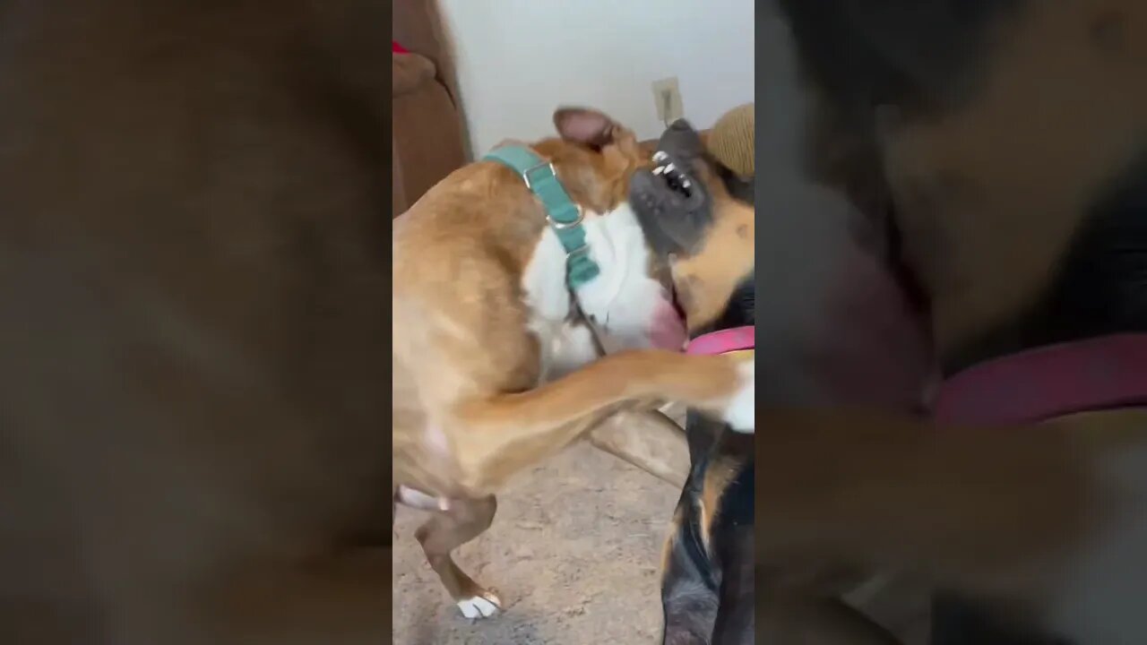 Daisy n Nala playtime