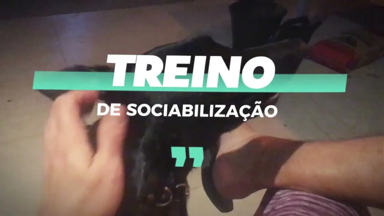 SOCIABILIZAÇÃO