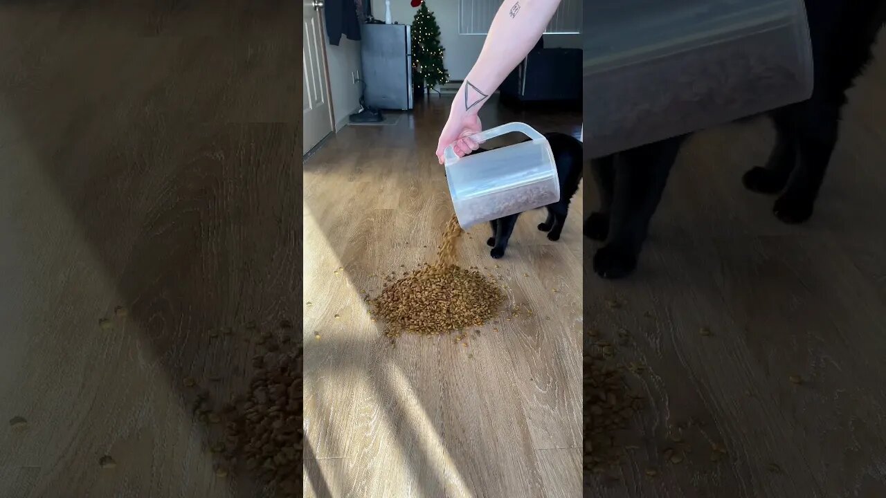 Watch till the end😁 #cat #blackcat #kitten #leonthecatdad #prank #reaction