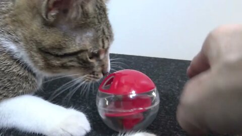 New Cat Toy Is Not So Fascinating