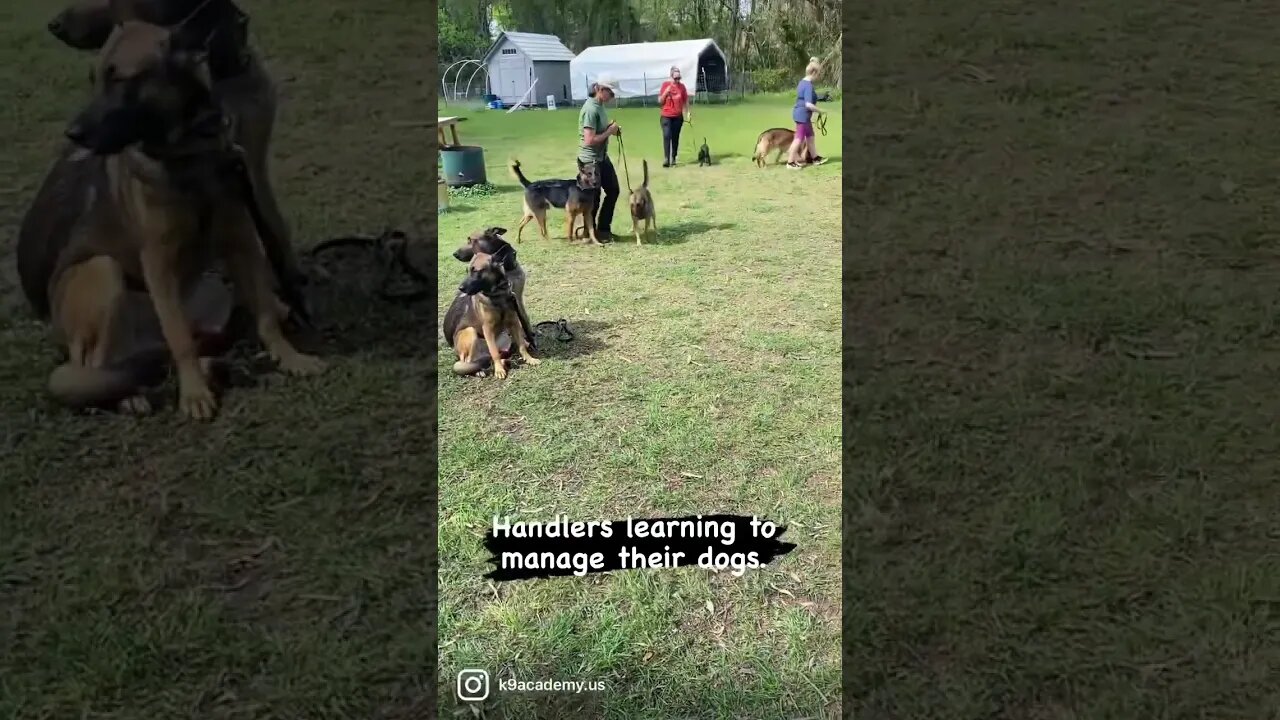 Three new handlers learning to manage their dogs. #dogtraining