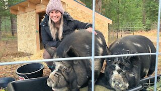 Pigs on the homestead