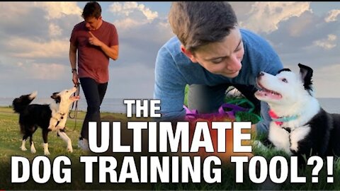 The ULTIMATE Dog Training Tool🐕‍🦺