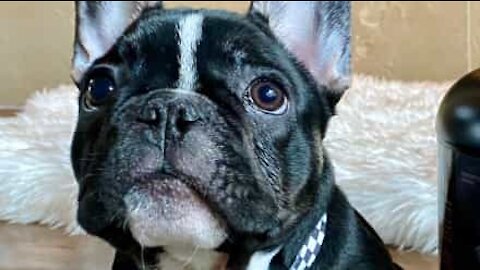 French Bulldog Puppy Imitates Mouth Movements