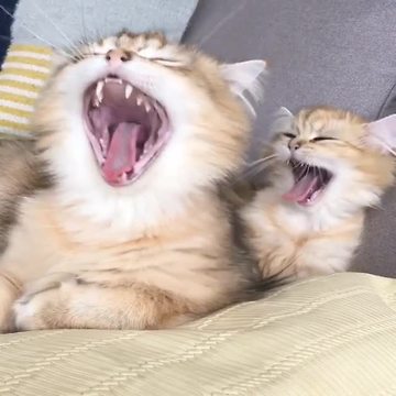 Cat and kitten adorably yawn simultaneously