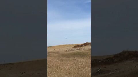 2022 ND pheasant opener action!