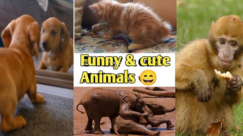 funny animals | funny and cute moments 😄🥰