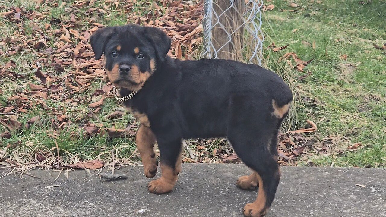 Rottweiler Puppy