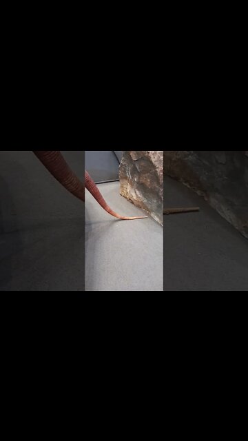 Red Tegu at terminal 21 korat