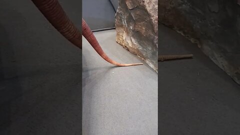 Red Tegu at terminal 21 korat