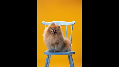 BEST DANK CAT MEMES COMPILATION FUNNY ANIMALS LIFE 2020 VIDEO CLIP 01 (FROM TIK TOK)