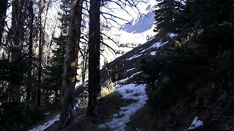 WHAT HAPPENED HERE?! Bull Elk slides Down Mountain!