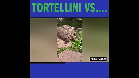 Tortellini vs....