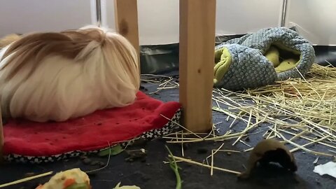 Guinea pigs are settling in