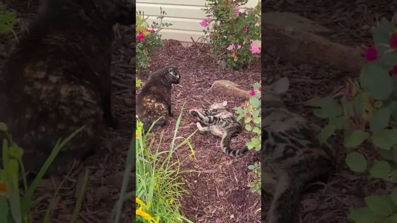 Huge Sumo cat, Juniper, shows young kitten GG why she is the boss