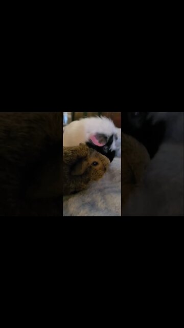 A way-to-dramatic guinea pig video