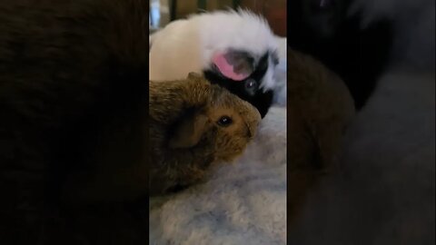 A way-to-dramatic guinea pig video