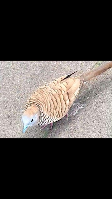 THIS BIRD HAS BLUE EYES AND BEAK. ITS FEATHER HAS A NICE COLOR TOO