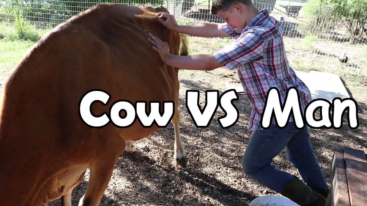 Man VS Cow!/Youtube starter tech talk!!