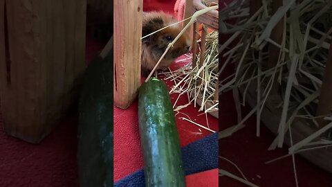 Guinea pig Tibby munching