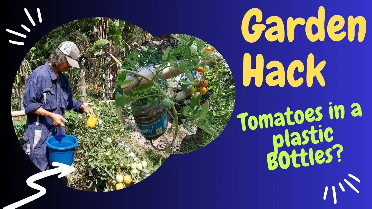 Master Gardener Hacks: Grow Tomatoes in a Bottle!