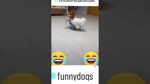 funny dogs