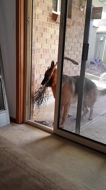 Clever German Shepherd solves big stick puzzle