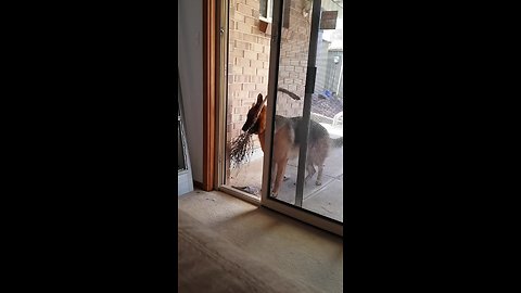 Clever German Shepherd solves big stick puzzle