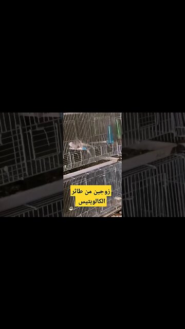 طيور الكالوبسيت