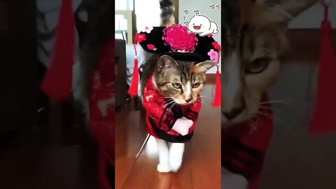 Funny animals compilation #shorts #animals #cats #funny #ytshorts #dogs #pets