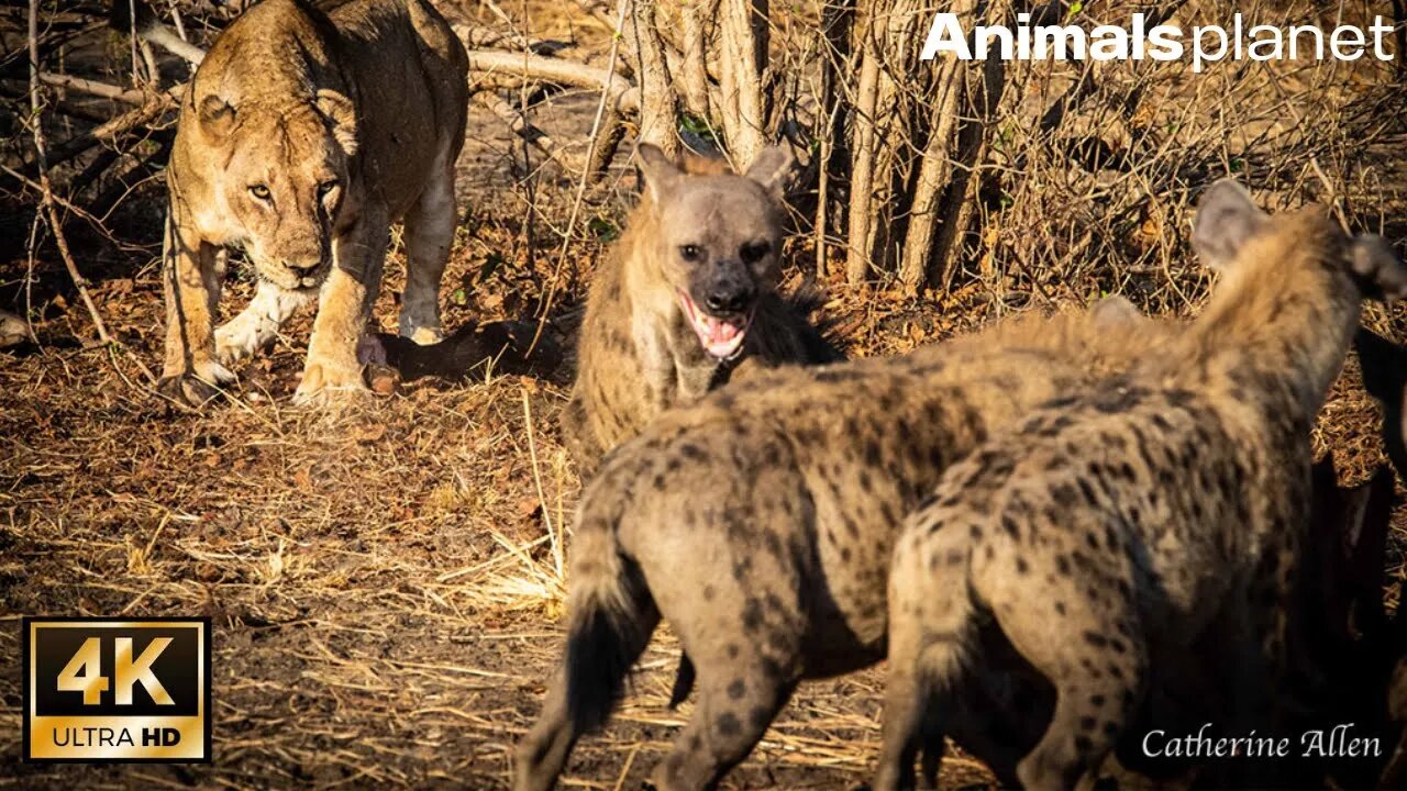 Decoding the Jungle: The Lion-Hyena Fear Connection | Dynasties | Animals Planet.