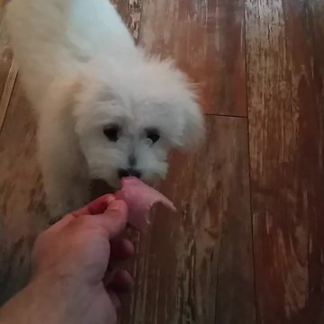 Puppy's first contact with meat leaves her baffled